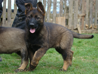 Kayra
